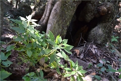 Dorstenia indica